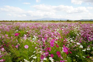 Fototapeta premium 雲仙・普賢岳を背景にした長崎県のコスモス畑