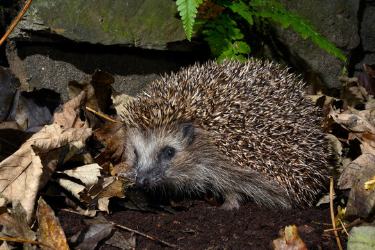 European hedgehog // Europ&auml;ischer Igel (Erinaceus europaeus)