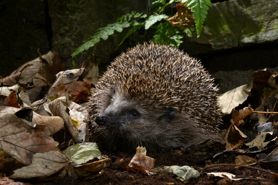 Europ&auml;ischer Igel (Erinaceus europaeus) - Braunbrustigel, Westeurop&auml;ischer Igel, Westigel // European hedgehog