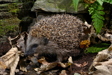 Europäischer Igel (Erinaceus europaeus) - Braunbrustigel, Westeuropäischer Igel, Westigel // European hedgehog