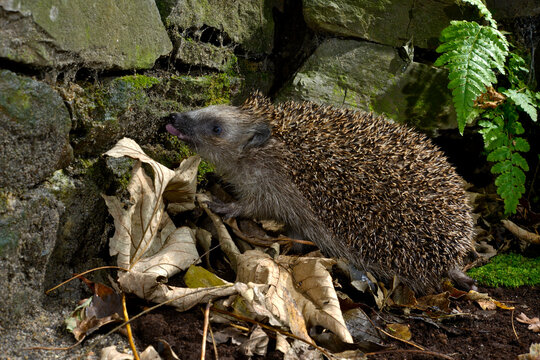 Europ&auml;ischer Igel (Erinaceus europaeus) - Wildtier des Jahres 2024