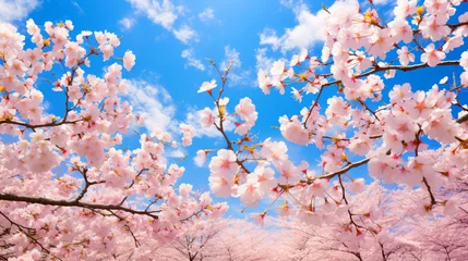Rolgordijnen 桜と空、満開のサクラの花と春の青空の風景 © tota