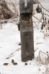 Sparrows (lat. Passer domesticus)  in a bird feeder on a snowy winter day. Photo project 