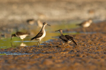 Wood sandpipers, Tringa glareola having an argument during autumn migration