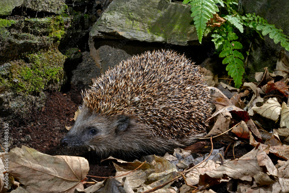 Sticker Europäischer Igel (Erinaceus europaeus) - Braunbrustigel, Westeuropäischer Igel, Westigel // European hedgehog