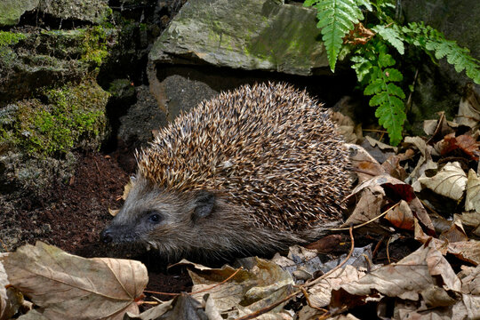 Europ&auml;ischer Igel (Erinaceus europaeus) - Braunbrustigel, Westeurop&auml;ischer Igel, Westigel // European hedgehog