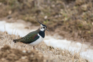 Northern lapwing, Vanellus vanellus standing on the field on an early spring day when snow has not melted yet and the ground is frozen
