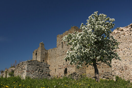 Blooming apple tree in front of the ruins of Toolse Order Castle in Estonia