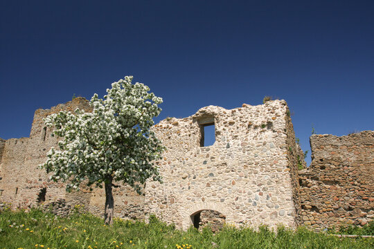 Blooming apple tree in front of the ruins of Toolse Order Castle in Estonia