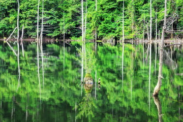 夏の自然湖