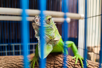 Close up portrait of juvenile green iguana locked inside steel cage. Exotic pet. Selective focus.