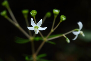  Argostemma lobbii Hook. f. (Rubiaceae)