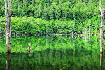 夏の自然湖