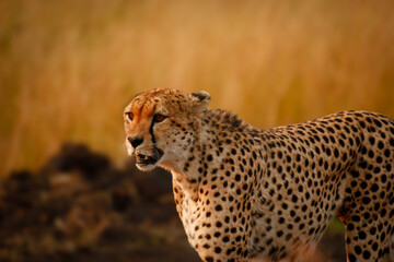 Cheetah in Masai Mara 