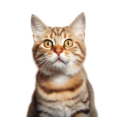 Fototapeta premium Portrait of cat isolated on transparent background