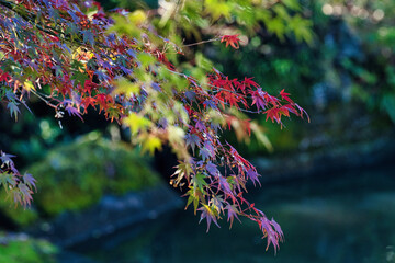 晩秋の日本庭園で、美しく色づいた紅葉を愛でる