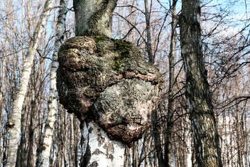 Huge Birch Chaga mushroom parasitizes on trunk of tree. Black exterior conk, close-up. Chaga fungus...