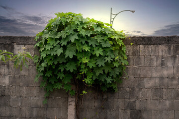 Green ivy vines on the concrete wall