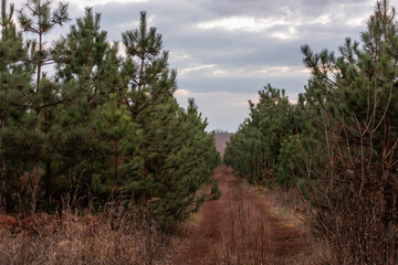 Brown wide rural path among a green coniferous forest of pines and firs. Natural background.