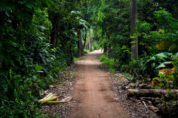 Trees on a rural road