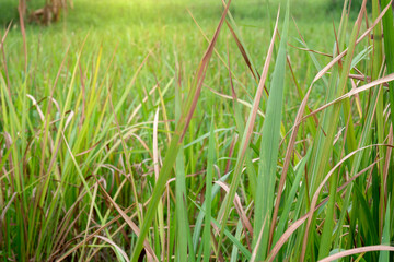 Green grass on the field