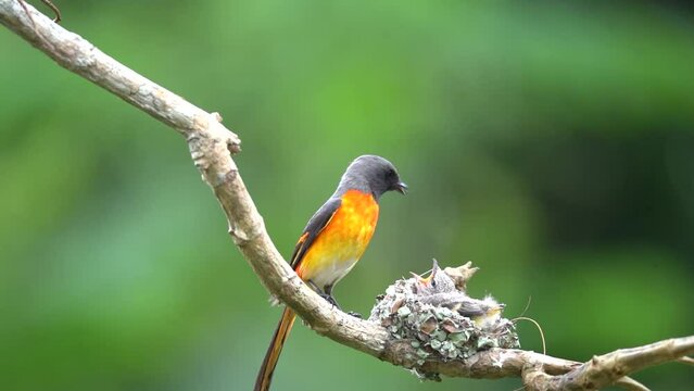 a small minivet bird is feeding its young in its nest