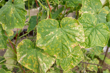 Cucumber plant infected by downy mildew or Pseudoperonospora cubensis in the garden. Cucurbits...