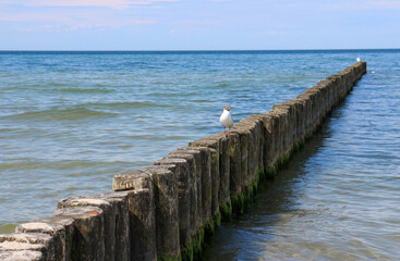 Wooden groynes with a seagull in the calm Baltic Sea