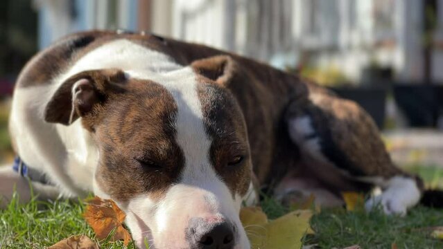 Autumn dog lying in the leaves - pitbull breed