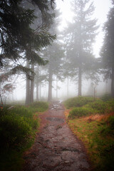 A hiking trail winds through the damp, misty forest. The drenched path leads through blueberry bushes and misty fir trees.