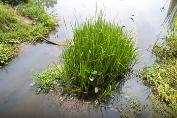 Reed grasses in the lake