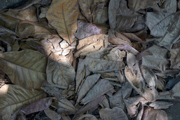 Fallen leaves on the ground