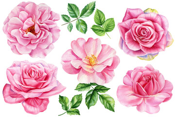 Set pink roses flowers and leaves, floral design. Hand drawn botanical watercolor painting, Garden clipart isolated