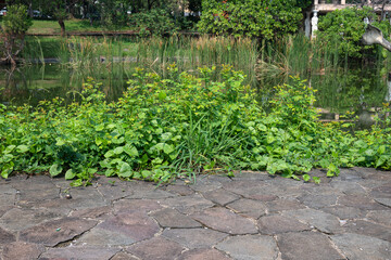 Stone floor with green grass