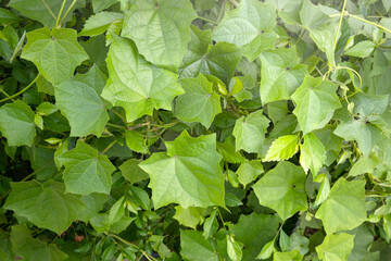 Green tropical leaf