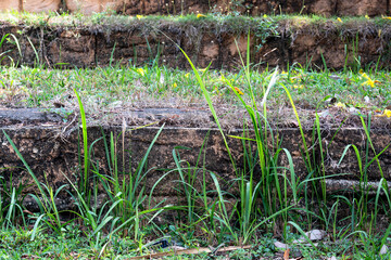 Grass on the walkway in the park