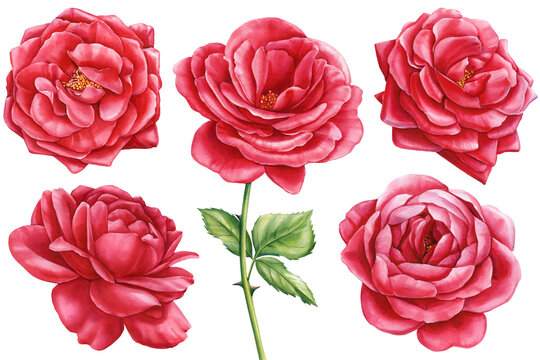 Red Roses flowers on isolated white background, Botanical watercolor illustration, Watercolour floral illustration set
