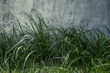 Obraz na płótnie Canvas Green grass growth on the lawn