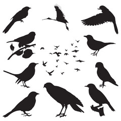 collection of birds. Vector  art illustration.