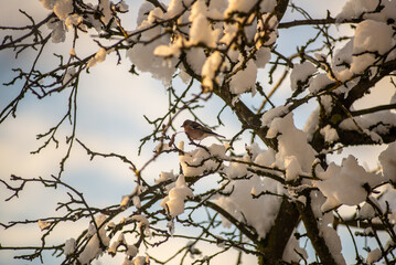 A chaffinch looks down from a snow covered tree early in the morning