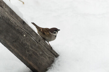 A house sparrow (lat. Passer domesticus) sits on a wooden board in the snow in winter. Close-up photo. Birds of Eastern Siberia, Russia.