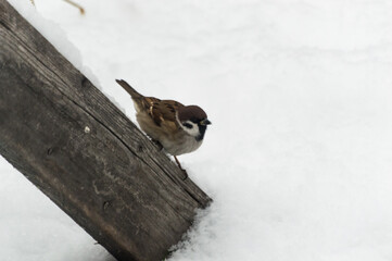A house sparrow (lat. Passer domesticus) sits on a wooden board in the snow in winter . Close-up photo. Birds of Eastern Siberia, Russia.