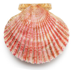 Edible raw closed scallop shell isolated on white background. Delicacy food. File contains clipping path. © Екатерина Иванова