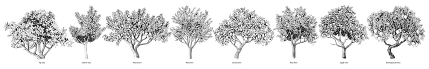 Hand drawn fruit trees collection - 688506737