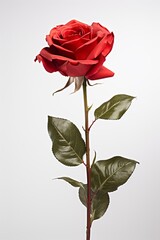  Red rose isolated on white background . AI Generative