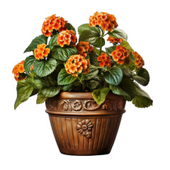 Brown Pot with Lantana Isolated on Transparent or White Background, PNG