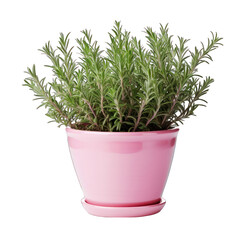 Pink Pot with Rosemary Plant Isolated on Transparent or White Background, PNG