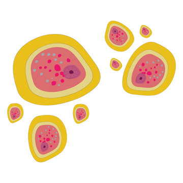 Typical Structure of Entamoeba histolytica