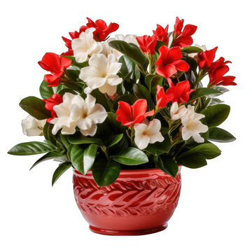 Red Pot with Gardenia Isolated on Transparent or White Background, PNG