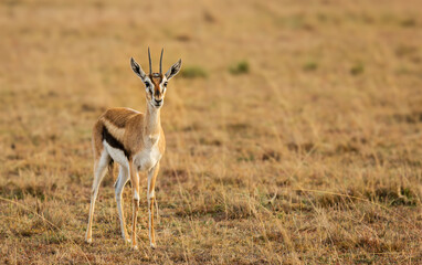 Gazelle in Masai Mara looking into the camera. 